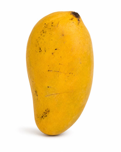 Premium Sindhri Mangoes (Garden Fresh)